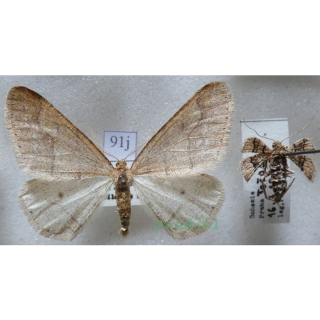 Agriopis marginaria (Fabricius, 1776) pair Zimowek obrzeżek Czech91j
